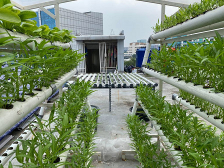 Sekolah Pertanian Modern: Belajar Hidroponik di Rooftop